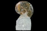 Fossil Hoploscaphites Ammonite - South Dakota #131225-2